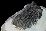 Coltraneia Trilobite Fossil - Huge Faceted Eyes #165844-4